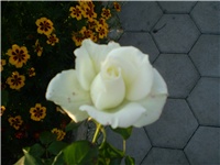 7a25e107-Picture 706.jpg